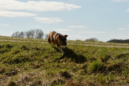 Continental Bulldogs Seeblickbulls Bilderalbum - 22. März 2015