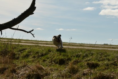 Continental Bulldogs Seeblickbulls Bilderalbum - 22. März 2015