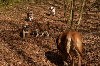 Continental Bulldogs Seeblickbulls Bilderalbum - 22. März 2015