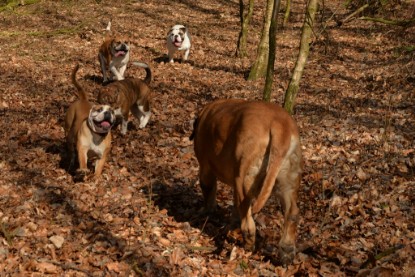 Continental Bulldogs Seeblickbulls Bilderalbum - 22. März 2015