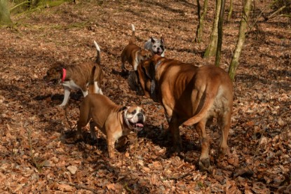 Continental Bulldogs Seeblickbulls Bilderalbum - 22. März 2015