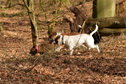 Continental Bulldogs Seeblickbulls Bilderalbum - 22. März 2015