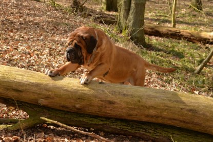 Continental Bulldogs Seeblickbulls Bilderalbum - 22. März 2015