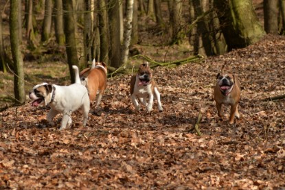 Continental Bulldogs Seeblickbulls Bilderalbum - 22. März 2015