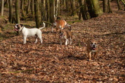 Continental Bulldogs Seeblickbulls Bilderalbum - 22. März 2015