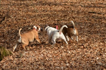 Continental Bulldogs Seeblickbulls Bilderalbum - 22. März 2015