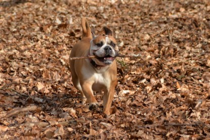 Continental Bulldogs Seeblickbulls Bilderalbum - 22. März 2015