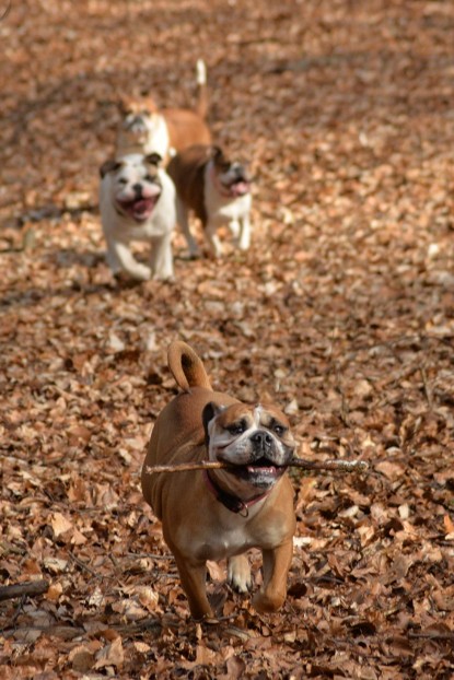 Continental Bulldogs Seeblickbulls Bilderalbum - 22. März 2015