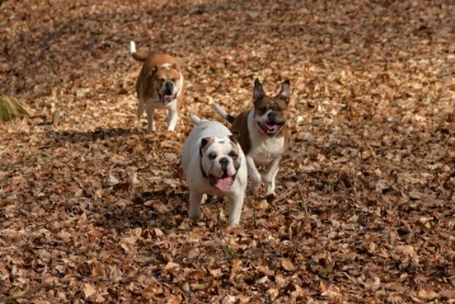 Continental Bulldogs Seeblickbulls Bilderalbum - 22. März 2015