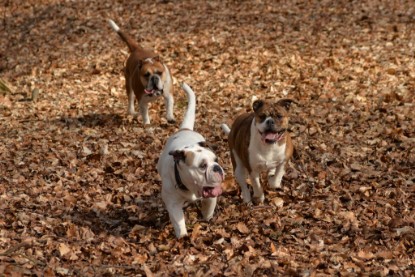 Continental Bulldogs Seeblickbulls Bilderalbum - 22. März 2015