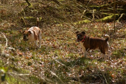 Continental Bulldogs Seeblickbulls Bilderalbum - 22. März 2015