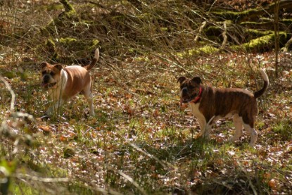 Continental Bulldogs Seeblickbulls Bilderalbum - 22. März 2015