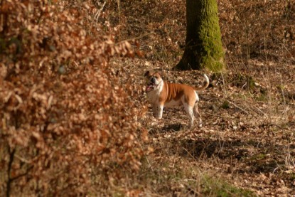 Continental Bulldogs Seeblickbulls Bilderalbum - 22. März 2015