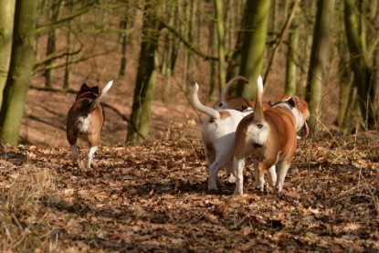 Continental Bulldogs Seeblickbulls Bilderalbum - 22. März 2015