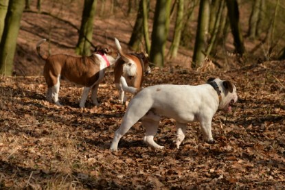 Continental Bulldogs Seeblickbulls Bilderalbum - 22. März 2015