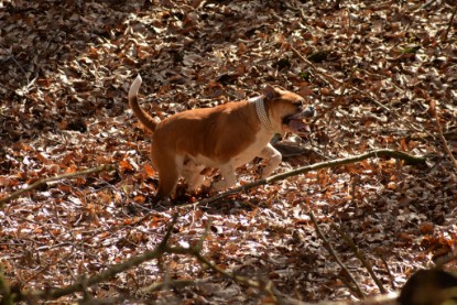 Continental Bulldogs Seeblickbulls Bilderalbum - 22. März 2015