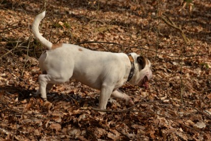 Continental Bulldogs Seeblickbulls Bilderalbum - 22. März 2015