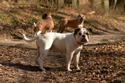 Continental Bulldogs Seeblickbulls Bilderalbum - 22. März 2015