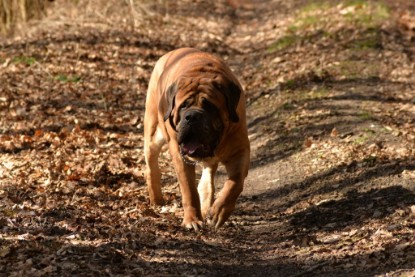 Continental Bulldogs Seeblickbulls Bilderalbum - 22. März 2015