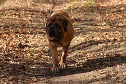 Continental Bulldogs Seeblickbulls Bilderalbum - 22. März 2015