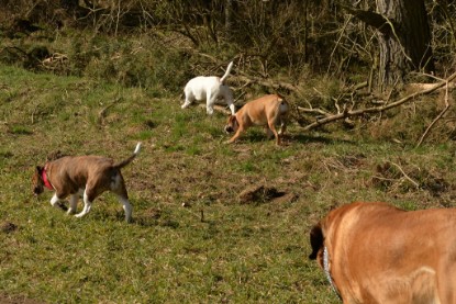 Continental Bulldogs Seeblickbulls Bilderalbum - 22. März 2015