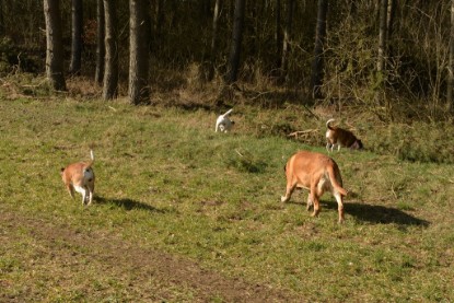 Continental Bulldogs Seeblickbulls Bilderalbum - 22. März 2015