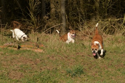 Continental Bulldogs Seeblickbulls Bilderalbum - 22. März 2015