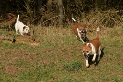 Continental Bulldogs Seeblickbulls Bilderalbum - 22. März 2015