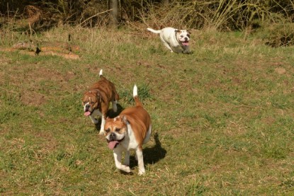 Continental Bulldogs Seeblickbulls Bilderalbum - 22. März 2015