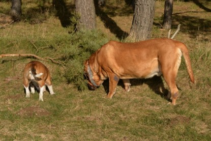 Continental Bulldogs Seeblickbulls Bilderalbum - 22. März 2015