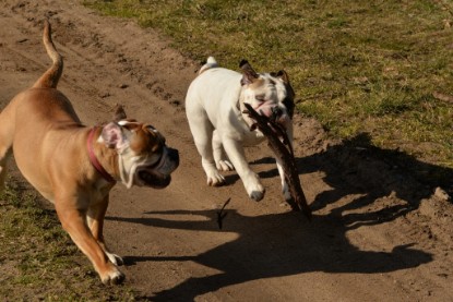 Continental Bulldogs Seeblickbulls Bilderalbum - 22. März 2015