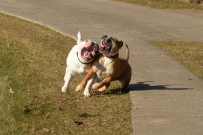 Continental Bulldogs Seeblickbulls Bilderalbum - 22. März 2015