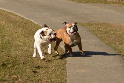 Continental Bulldogs Seeblickbulls Bilderalbum - 22. März 2015