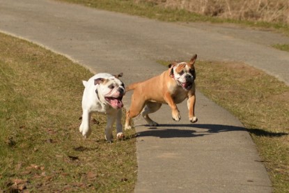 Continental Bulldogs Seeblickbulls Bilderalbum - 22. März 2015