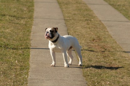 Continental Bulldogs Seeblickbulls Bilderalbum - 22. März 2015