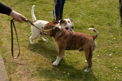 Continental Bulldogs Seeblickbulls Bilderalbum - Fürst Attila zu Besuch