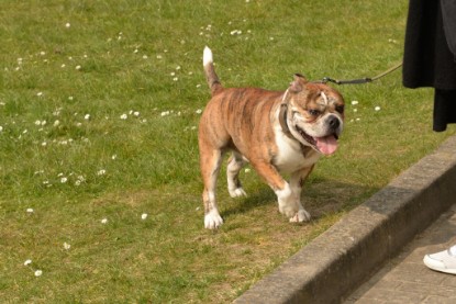 Continental Bulldogs Seeblickbulls Bilderalbum - Fürst Attila zu Besuch