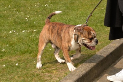 Continental Bulldogs Seeblickbulls Bilderalbum - Fürst Attila zu Besuch