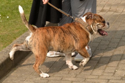 Continental Bulldogs Seeblickbulls Bilderalbum - Fürst Attila zu Besuch