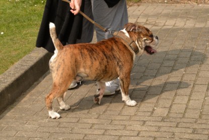 Continental Bulldogs Seeblickbulls Bilderalbum - Fürst Attila zu Besuch