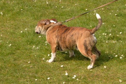 Continental Bulldogs Seeblickbulls Bilderalbum - Fürst Attila zu Besuch