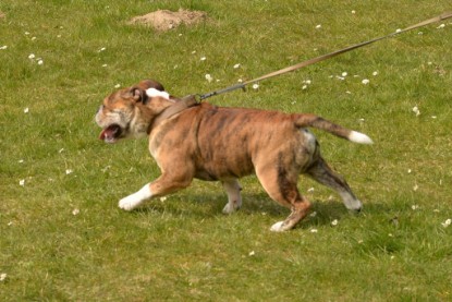 Continental Bulldogs Seeblickbulls Bilderalbum - Fürst Attila zu Besuch