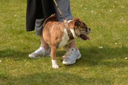 Continental Bulldogs Seeblickbulls Bilderalbum - Fürst Attila zu Besuch