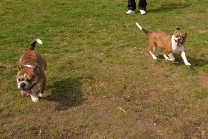 Continental Bulldogs Seeblickbulls Bilderalbum - Fürst Attila zu Besuch