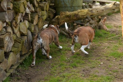 Continental Bulldogs Seeblickbulls Bilderalbum - Fürst Attila zu Besuch