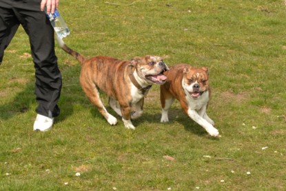 Continental Bulldogs Seeblickbulls Bilderalbum - Fürst Attila zu Besuch