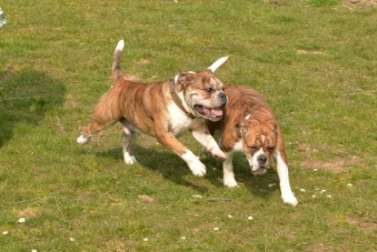 Continental Bulldogs Seeblickbulls Bilderalbum - Fürst Attila zu Besuch