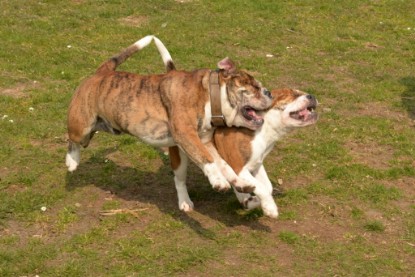 Continental Bulldogs Seeblickbulls Bilderalbum - Fürst Attila zu Besuch