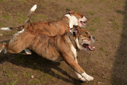 Continental Bulldogs Seeblickbulls Bilderalbum - Fürst Attila zu Besuch