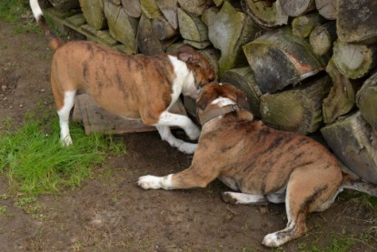 Continental Bulldogs Seeblickbulls Bilderalbum - Fürst Attila zu Besuch